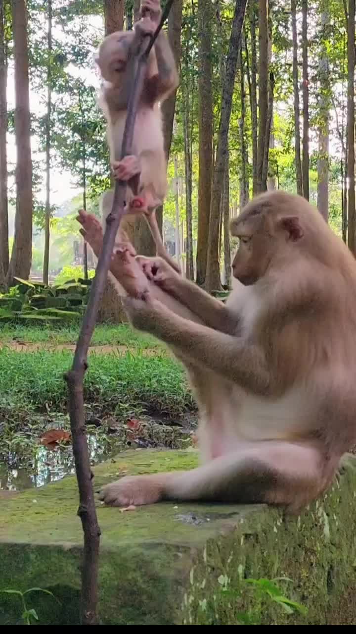 @Law of Nature 🐒
