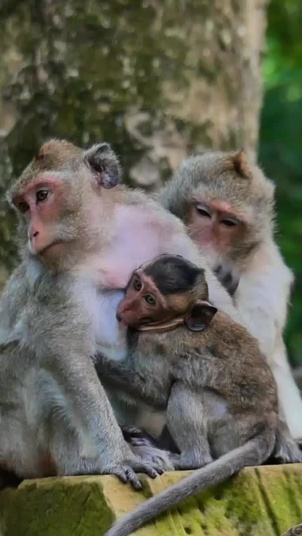@Law of Nature 🐒