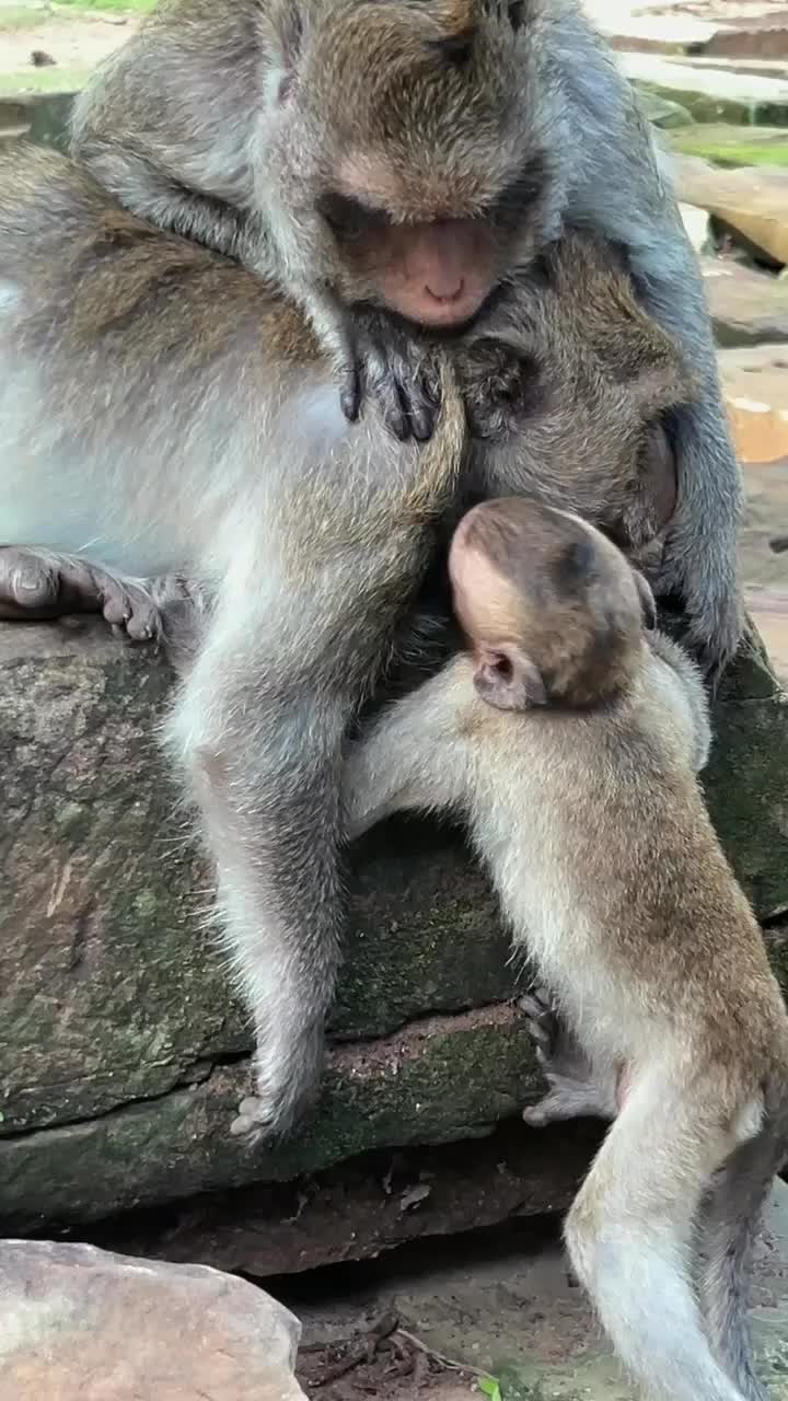 @Law of Nature 🐒