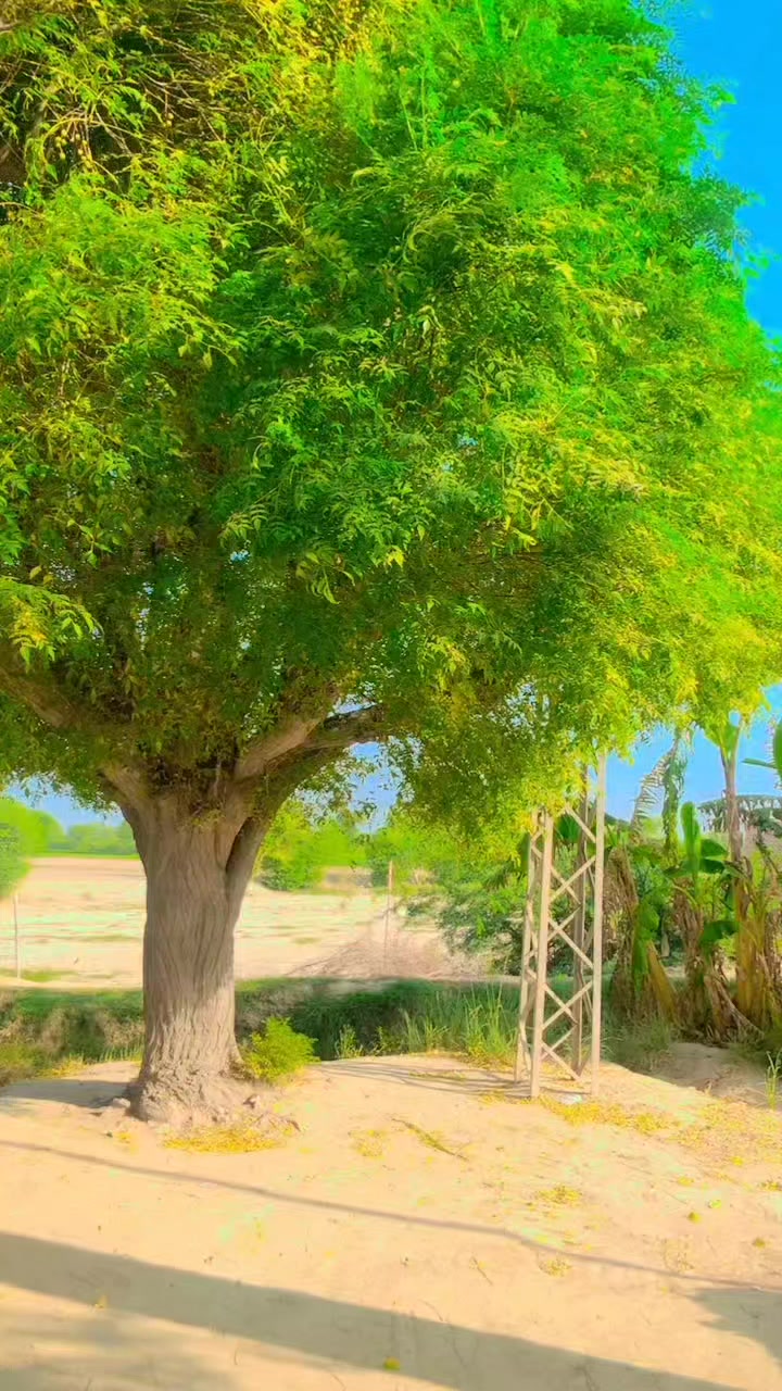@꧁༺ 𝑻𝒂𝒍𝒉𝒂 𝑺𝒊𝒏𝒅𝒉𝒊 ༻꧂