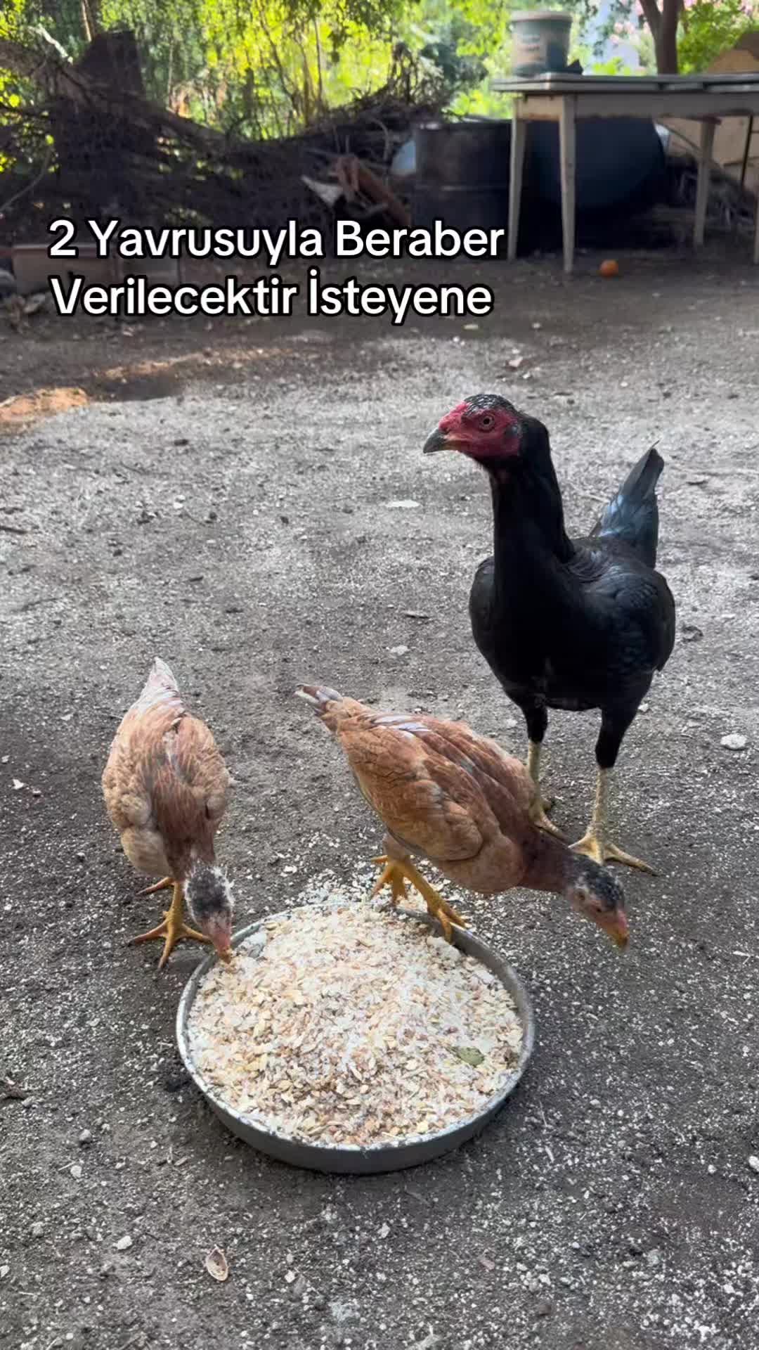 @HatayHİNT