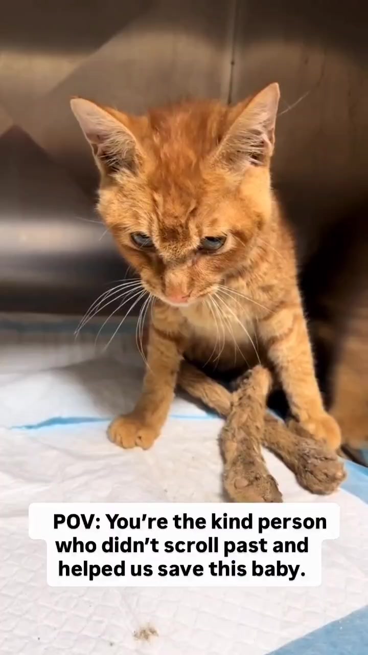 @NewLeashOnLifeRescue