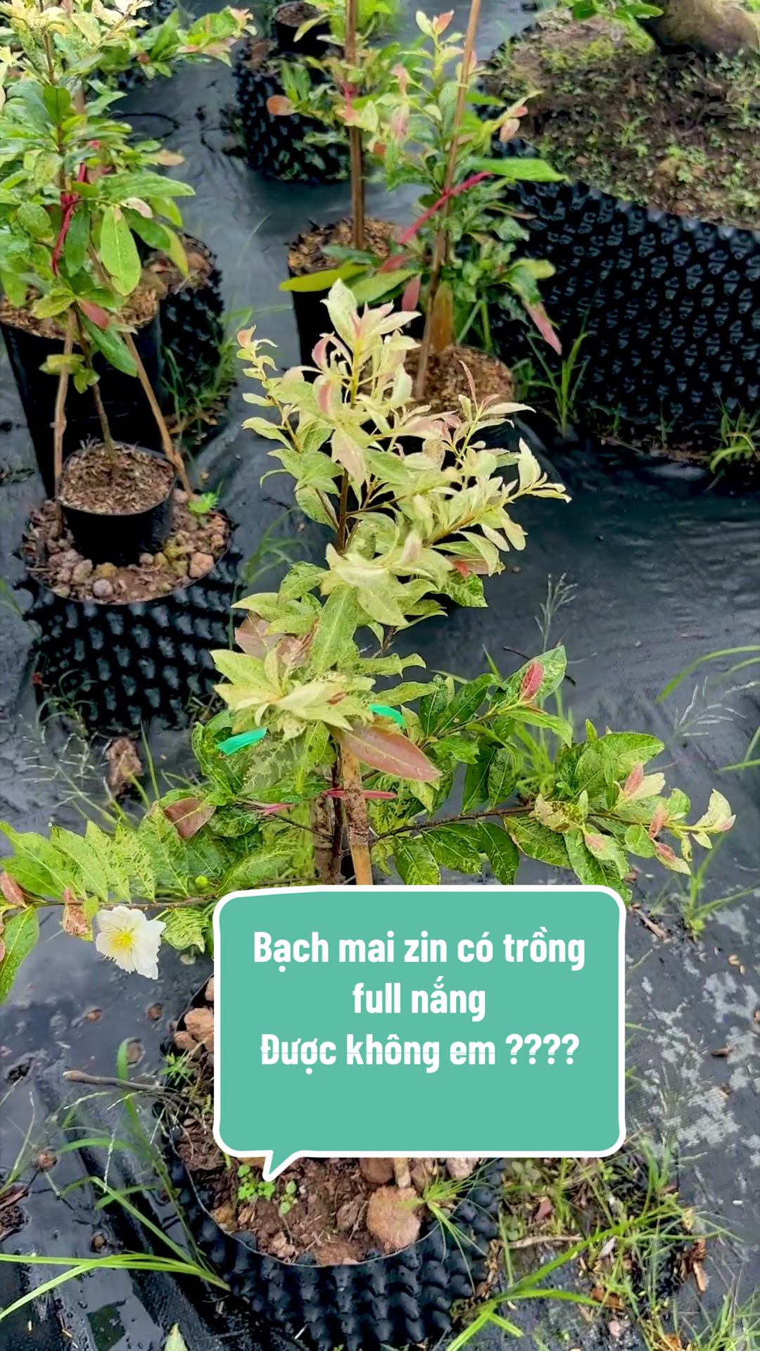 @Hồng Tr&uacute;c Mai V&agrave;ng