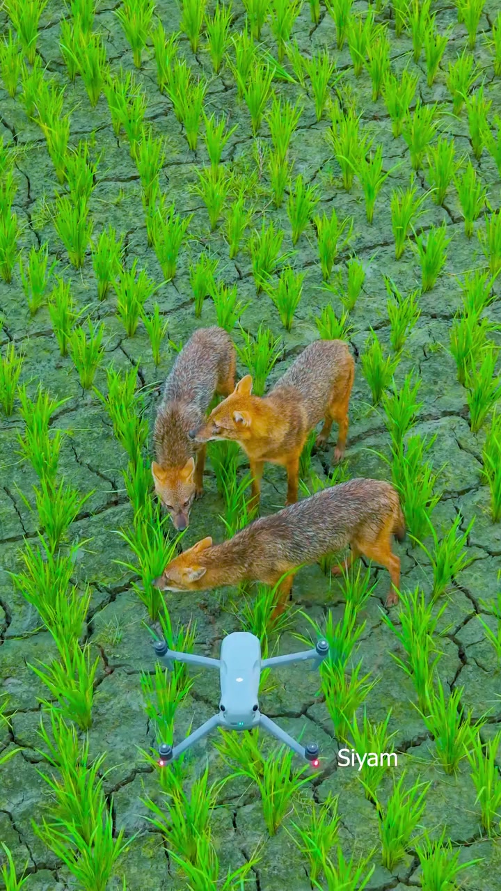 @🇦 🇯 🇦 🇾 🇸 🇦 🇭 🇦 🇳 🇮