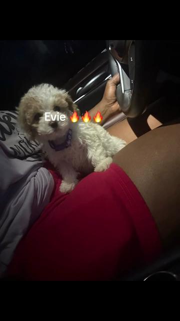 @Shortcake_kennel_2