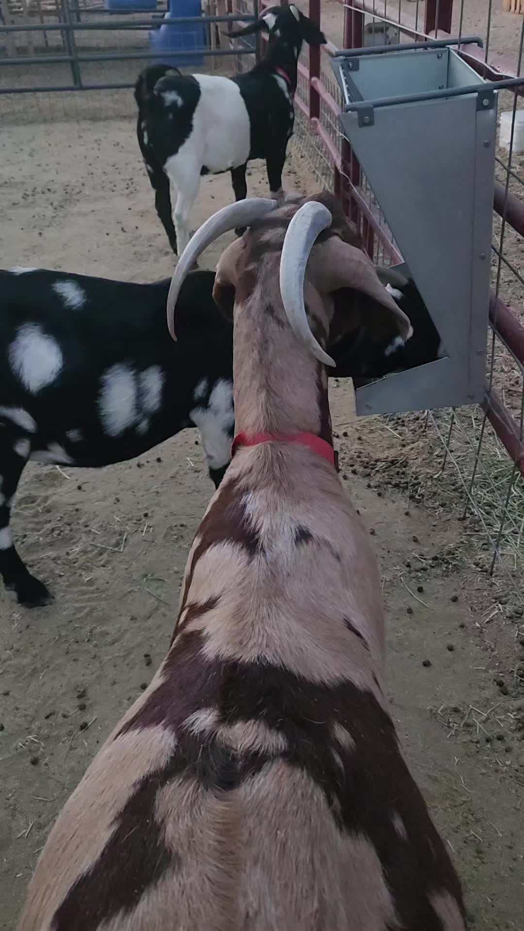 @Nancy | F&N Goat Farm 🐐