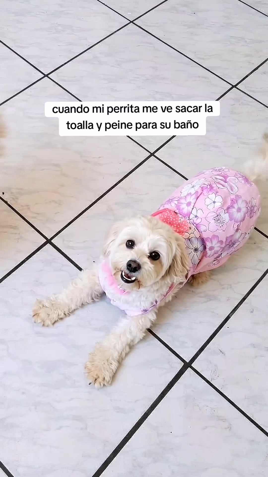 @Doki🦴🐾