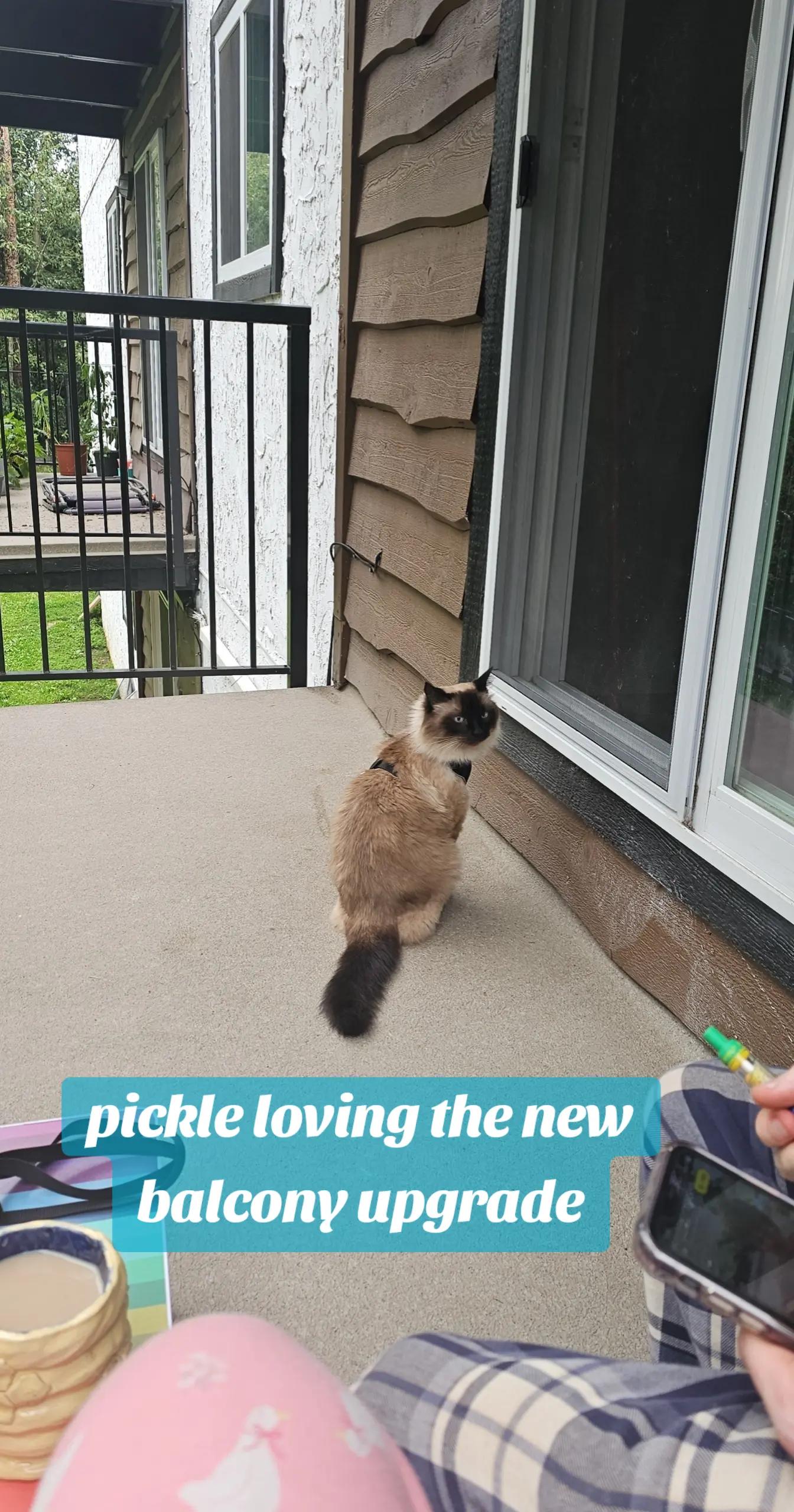 @PicklesTheCat2