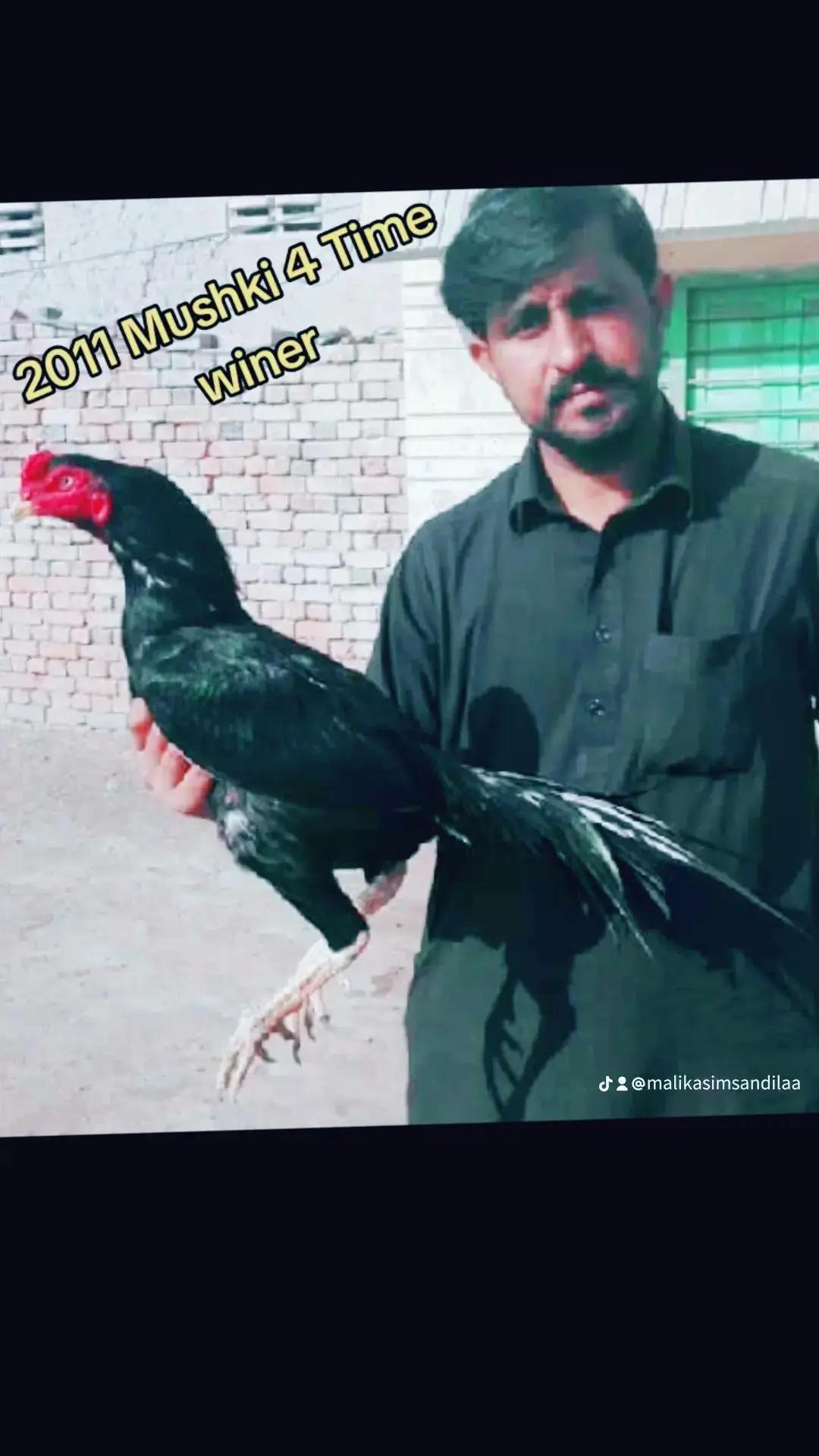@ملک عاصم سندیلہ