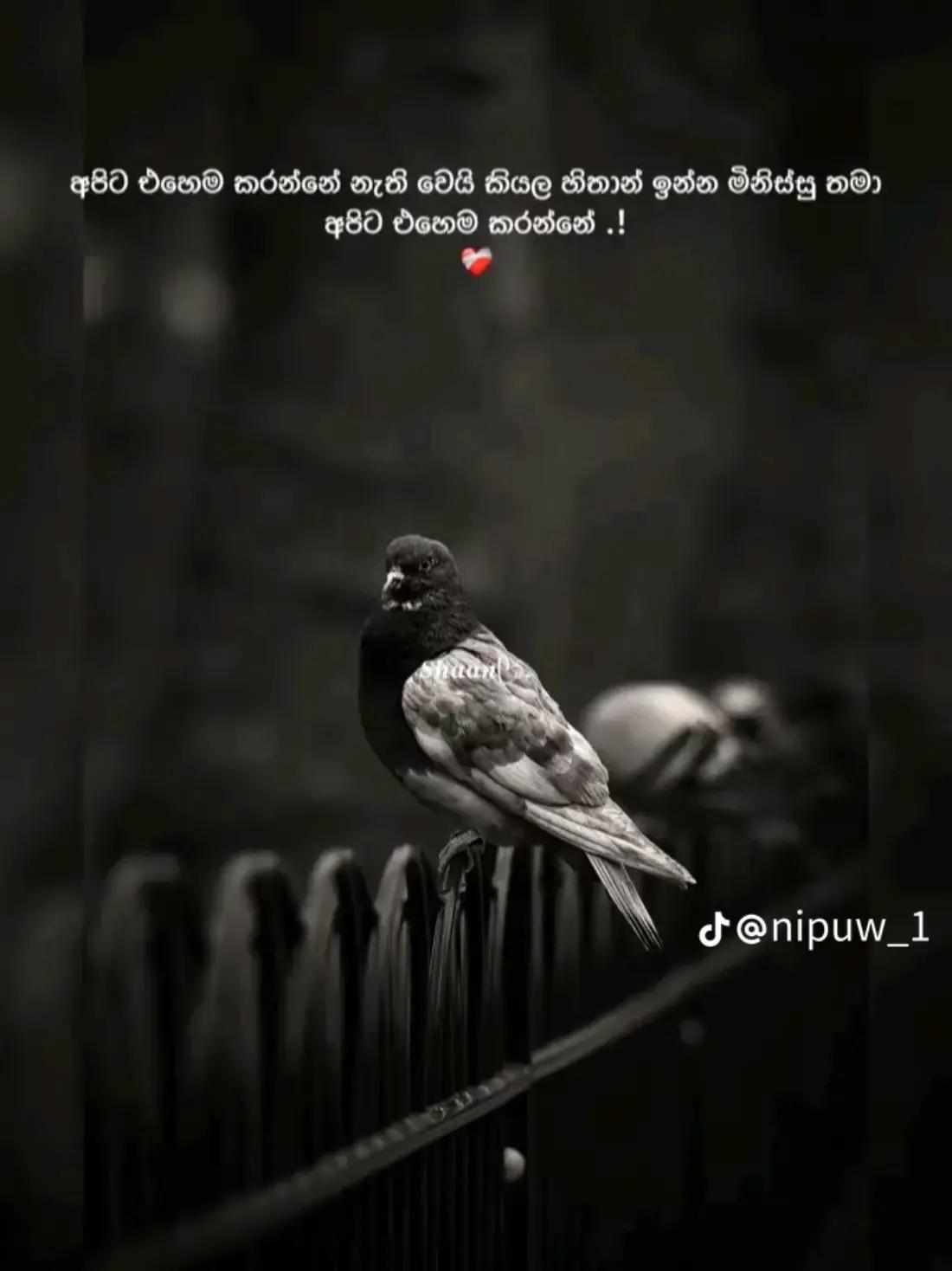 @iam_mr_fazii