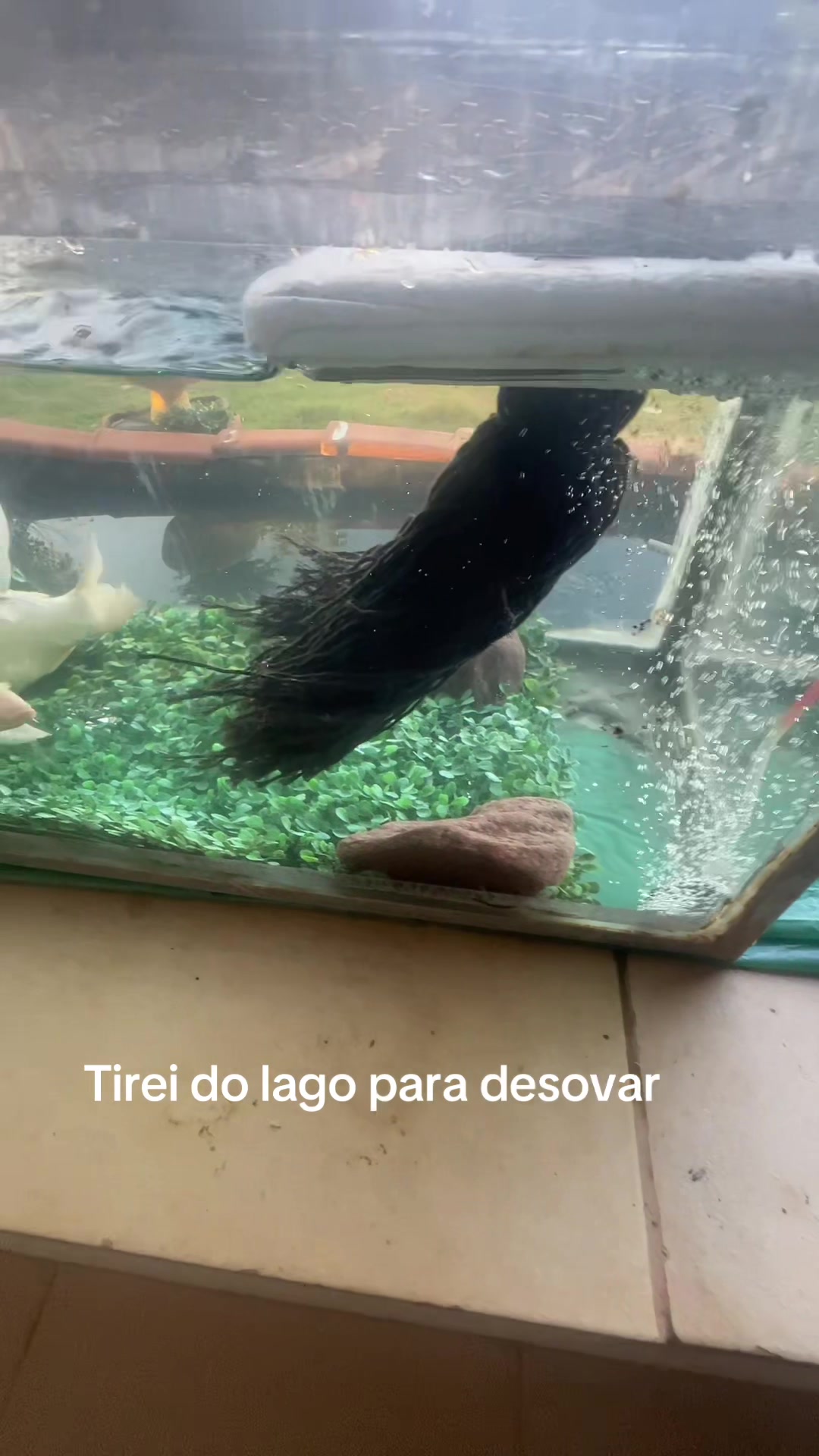 @edna camargo