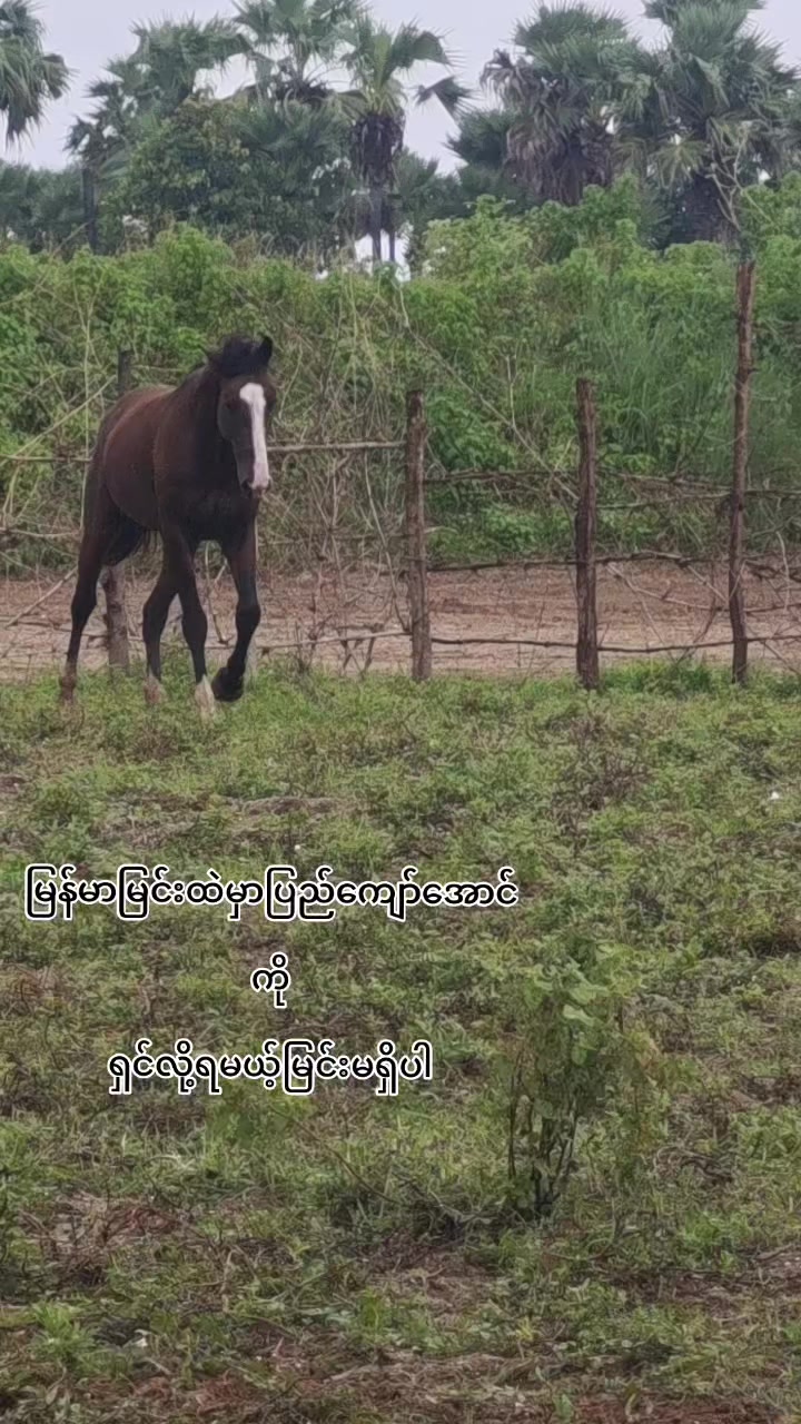 @𝐏𝐘𝐈 𝐊𝐘𝐀𝐖 𝐀𝐔𝐍𝐆✓♞