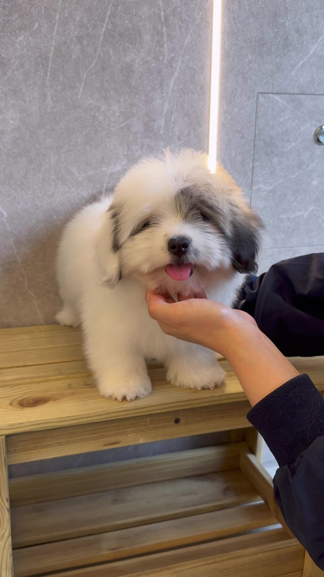 @premiumpet_official