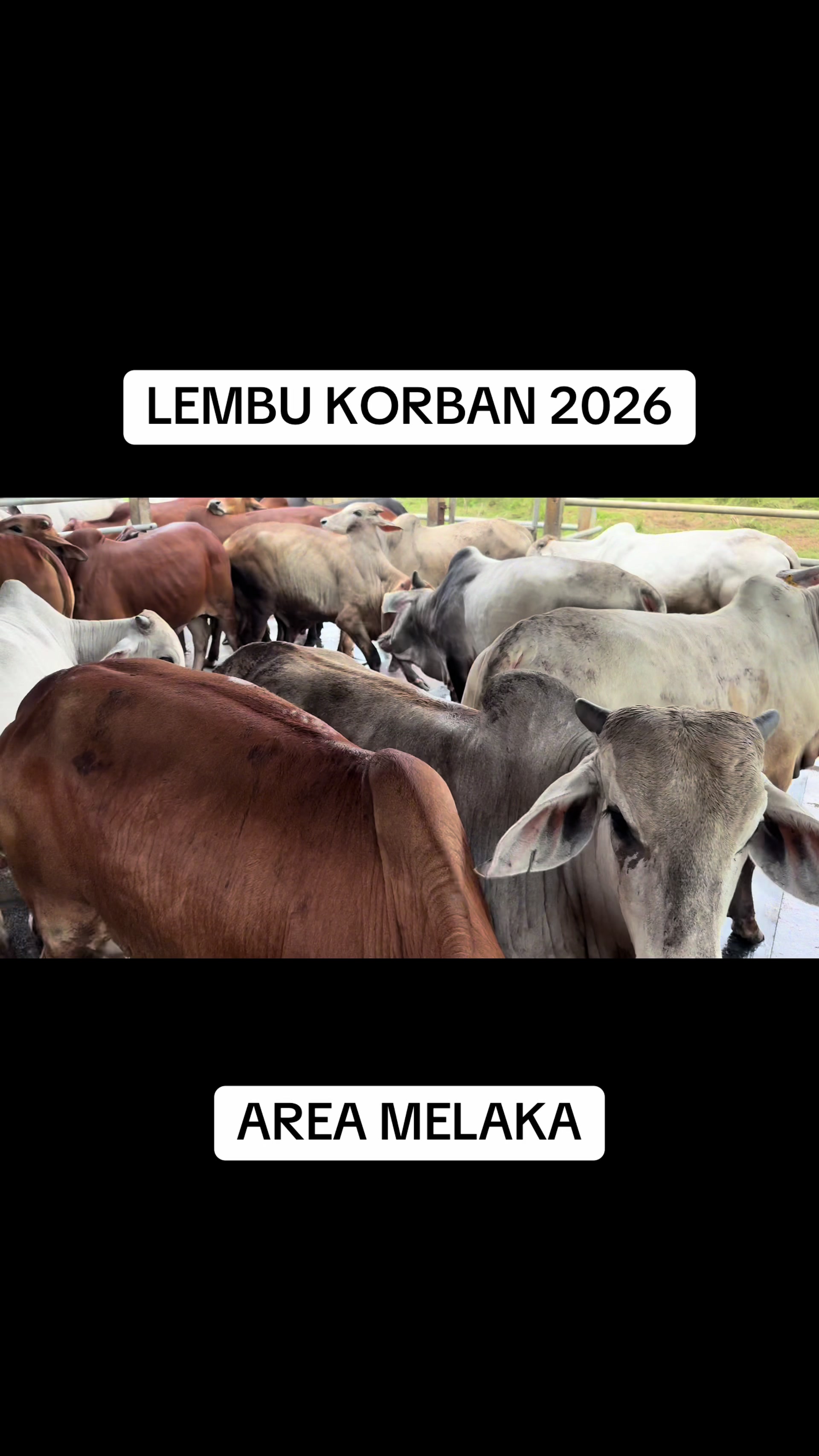 @Muhammad Ikmal Hakim