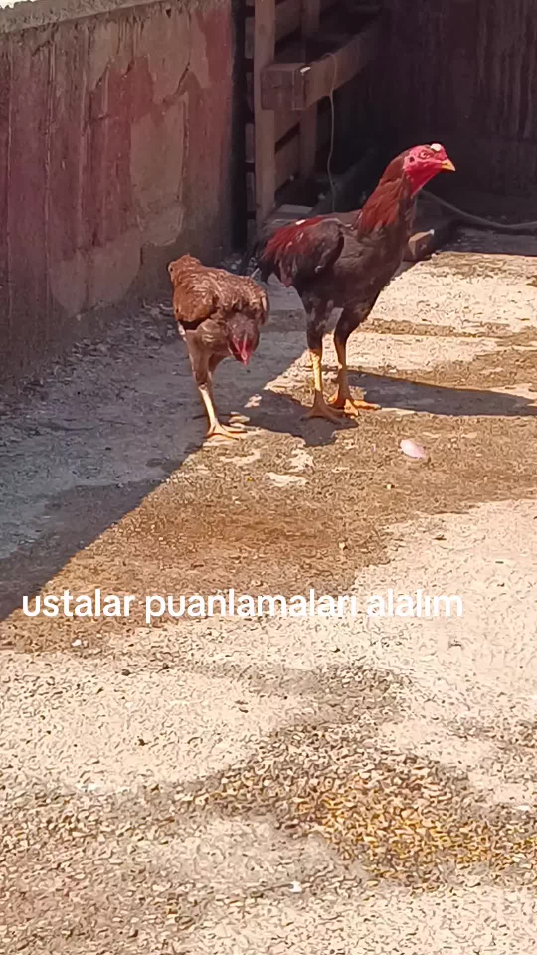 @Alp 🇹🇷🤘🐺27