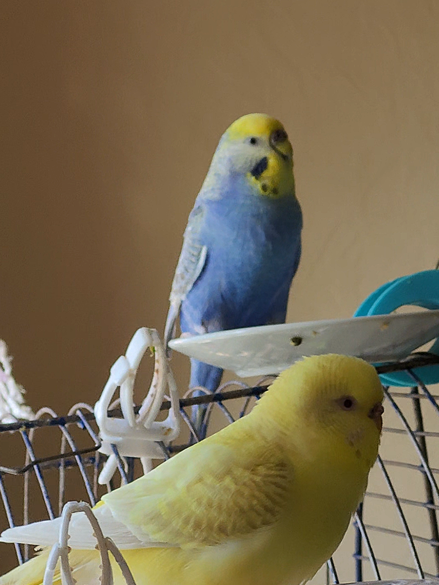 @Taha the Budgie