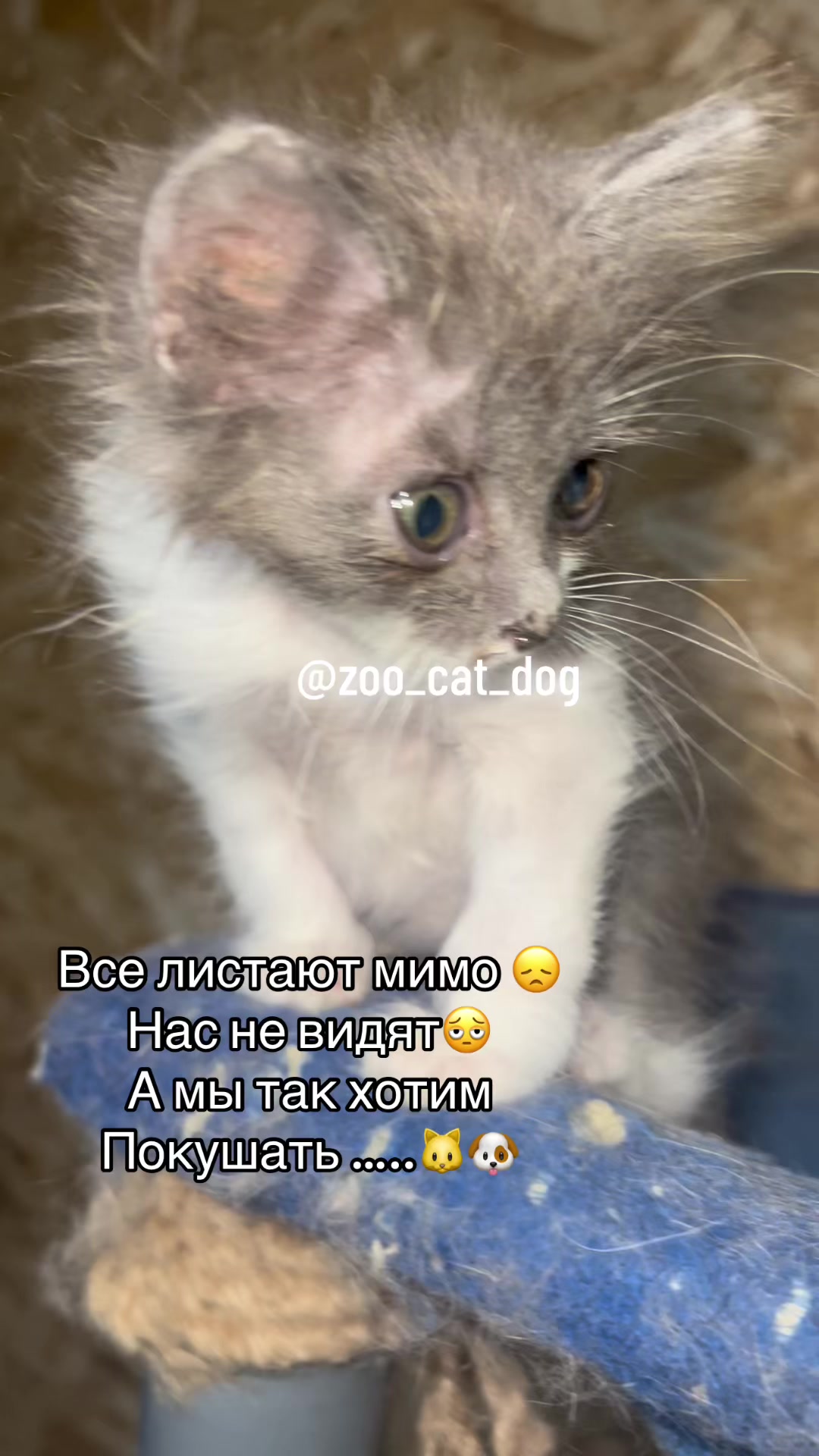 @zoo_cat_dog