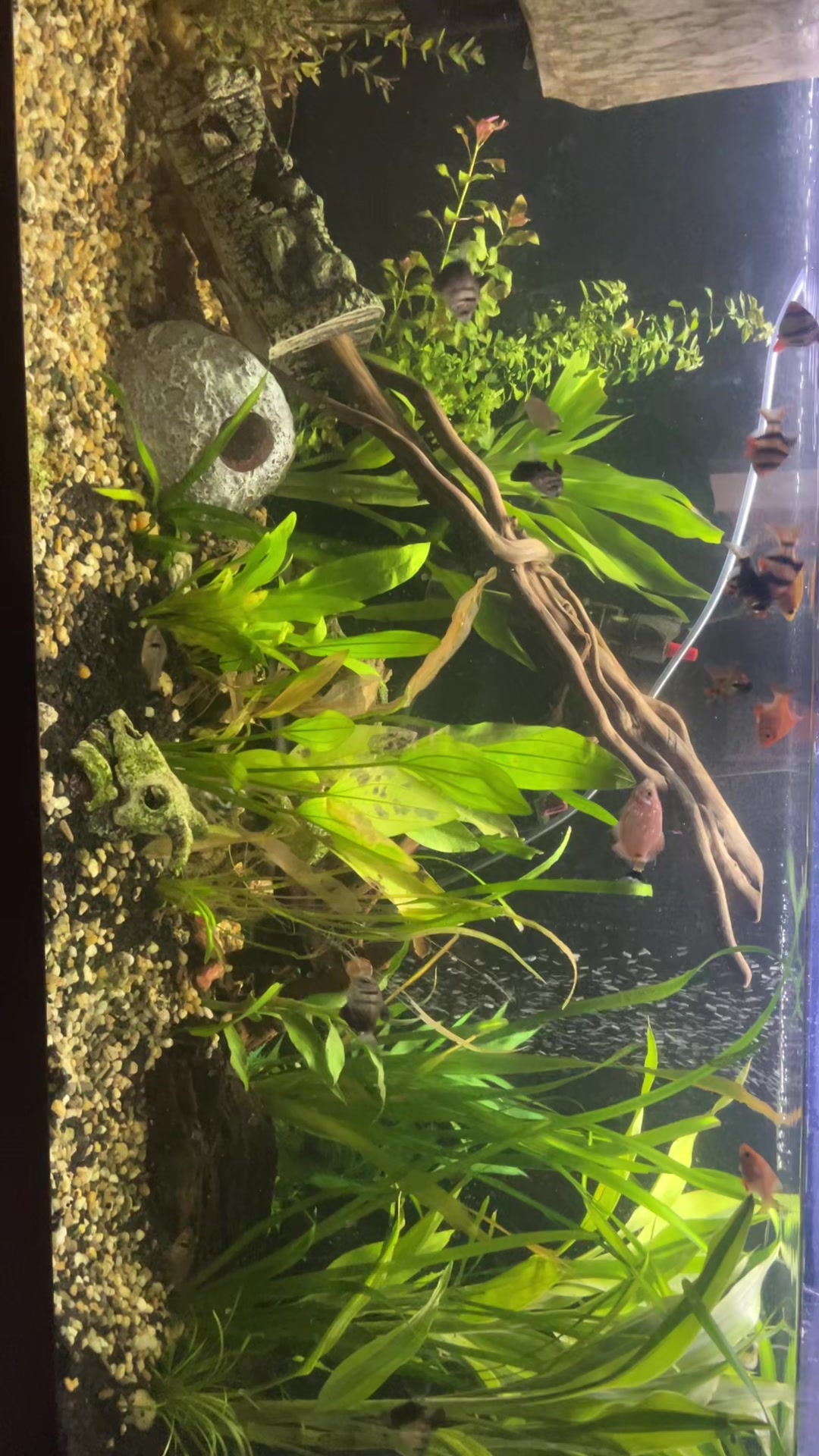 @CRBaquatics
