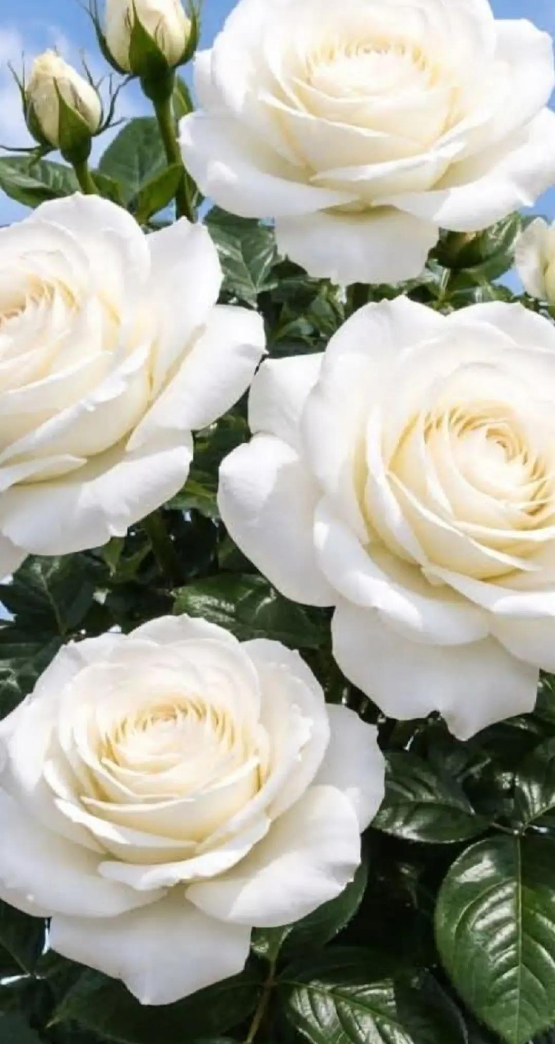 @NebihaAlparslan1975