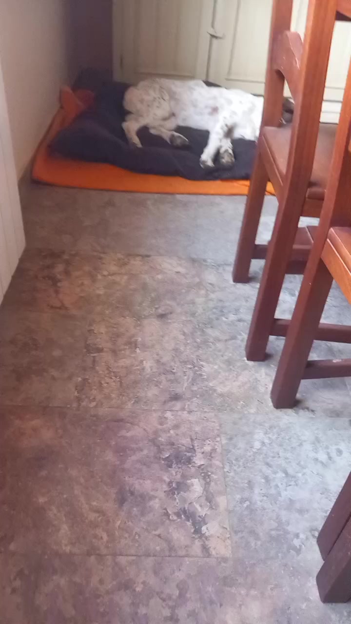 @Mischuchis 🐕💖
