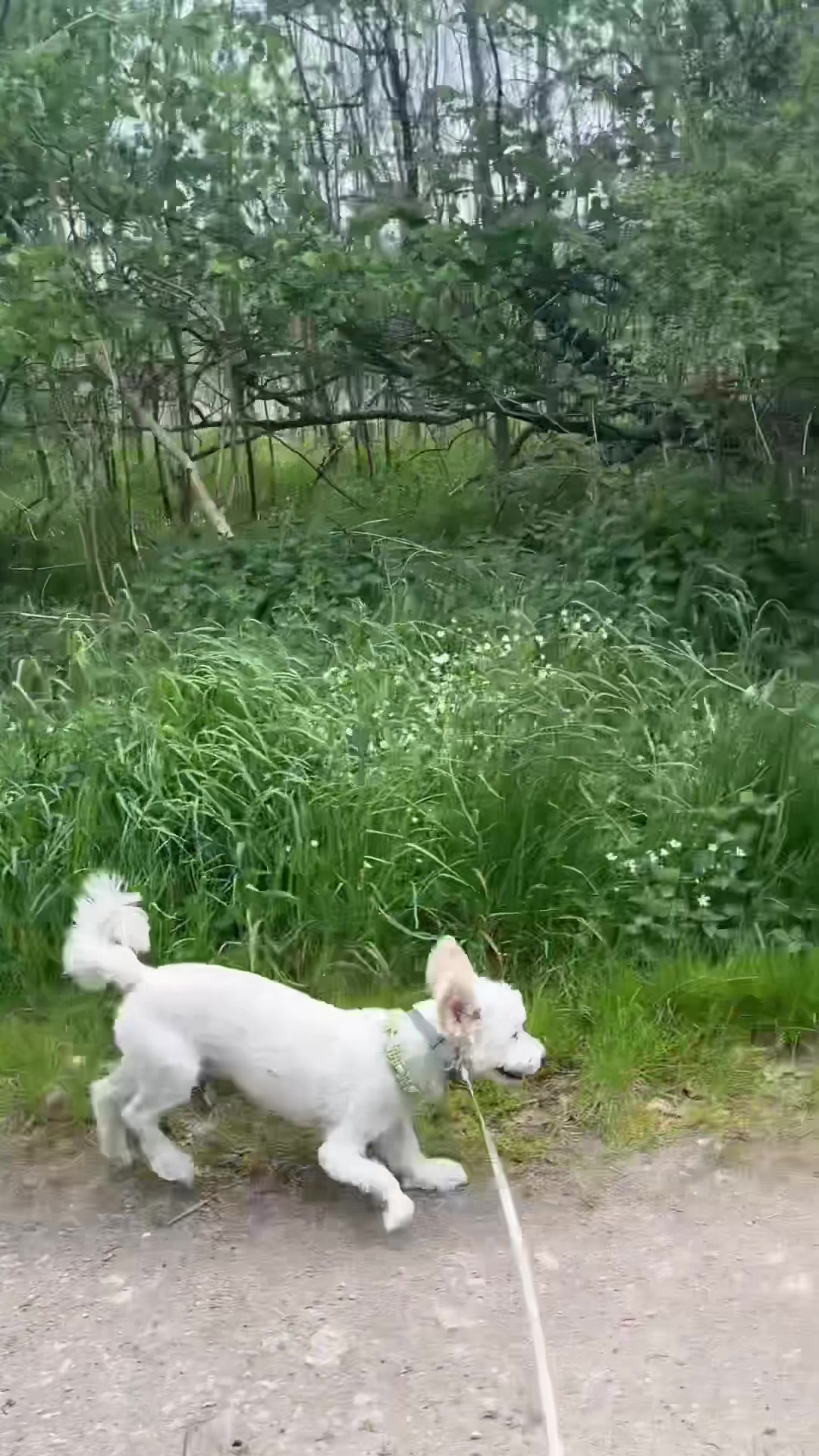 @Bea✌️mit Gang 🐕🐈🐈🐈&zwj;⬛