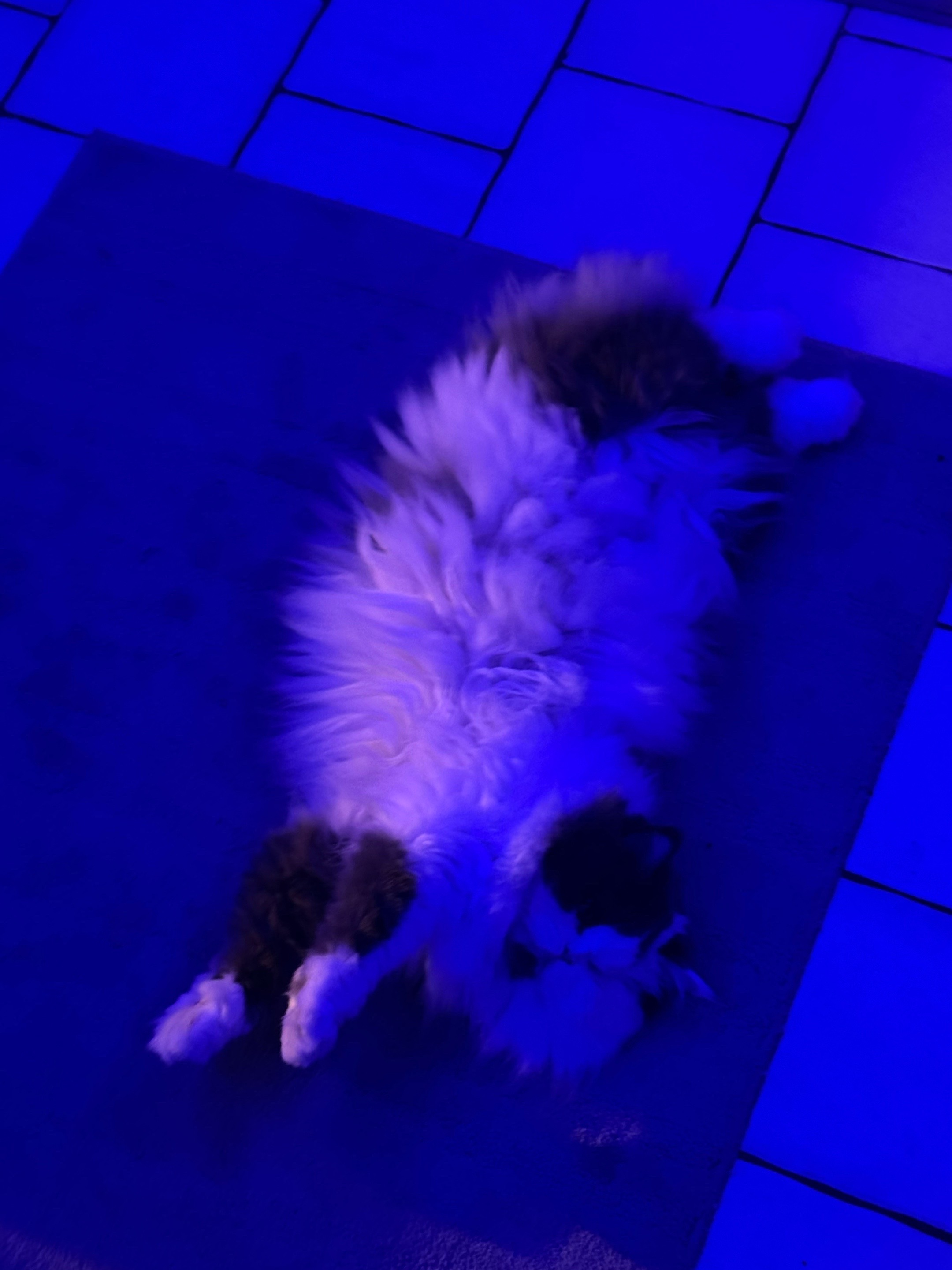 @2fluffypuffsandab