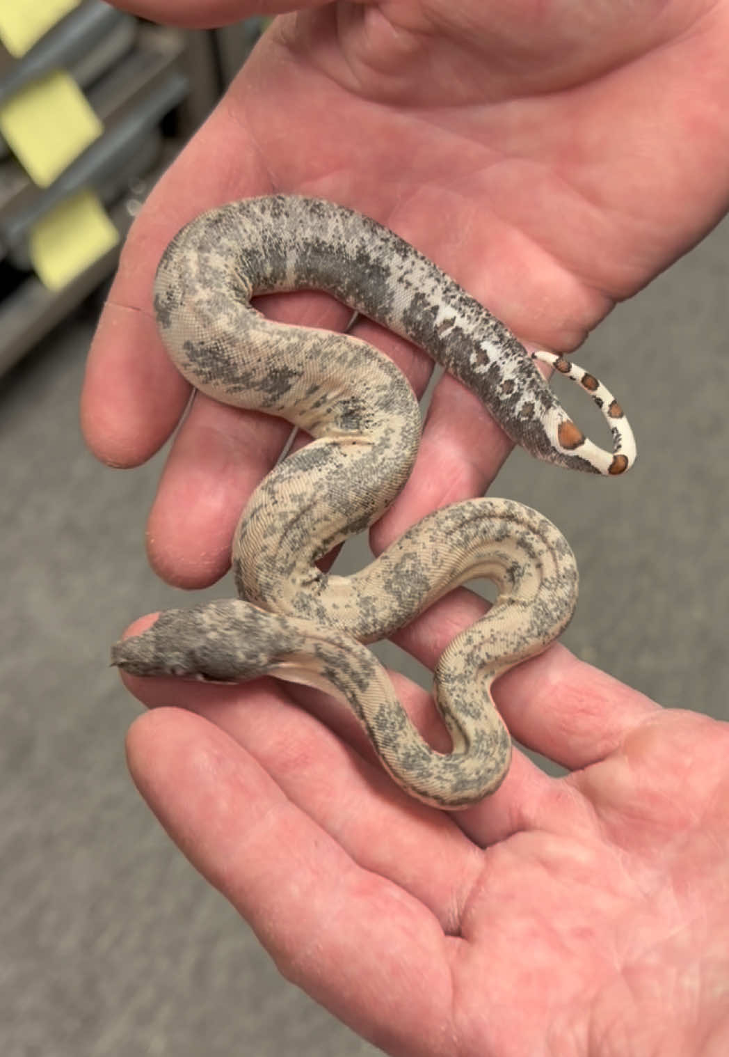 @Snake Country