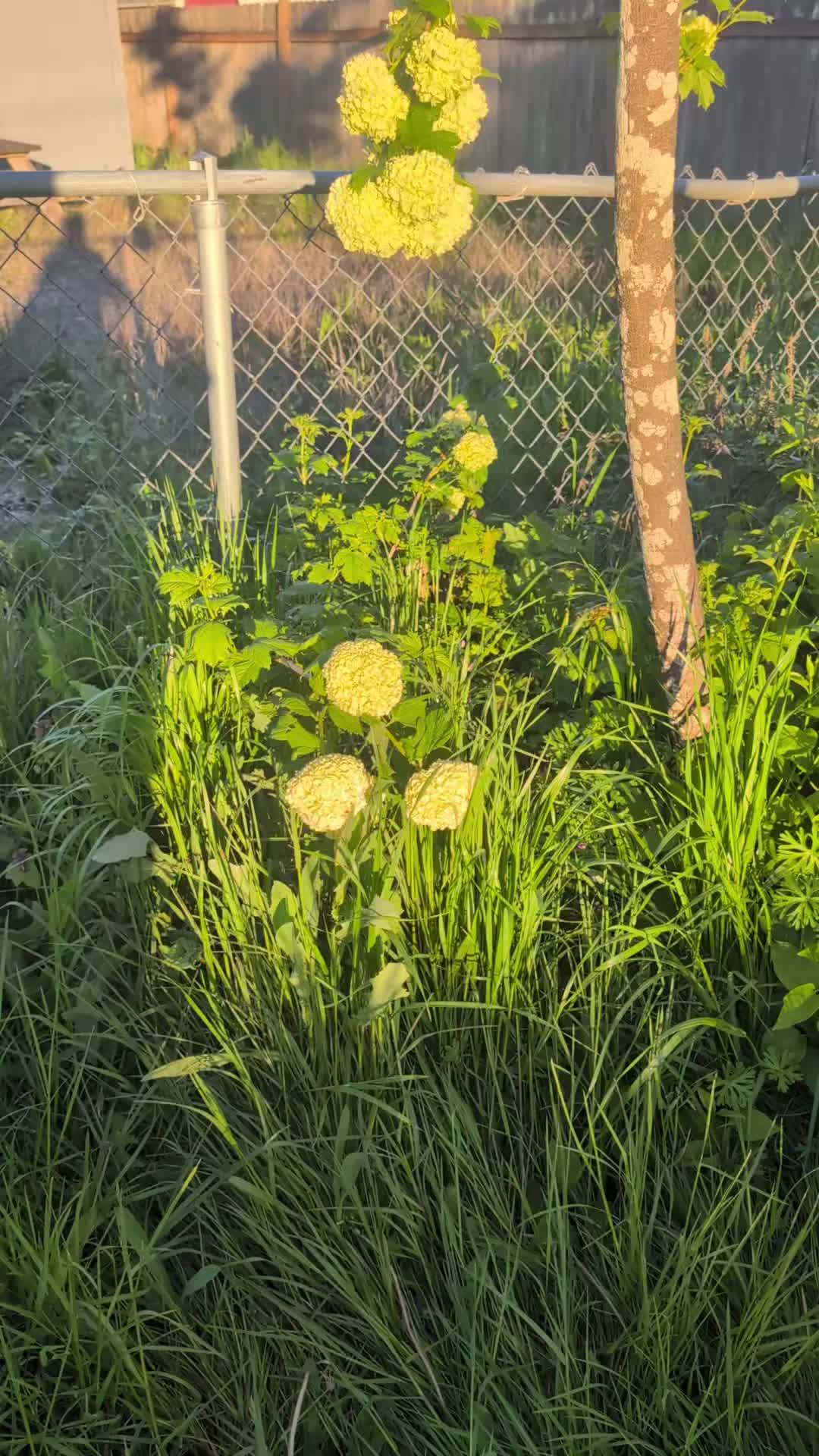 @willvalleymushrooms