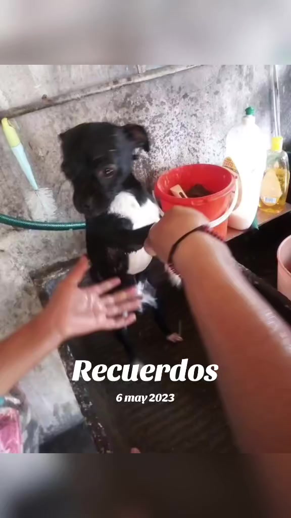 @luiselpollo95