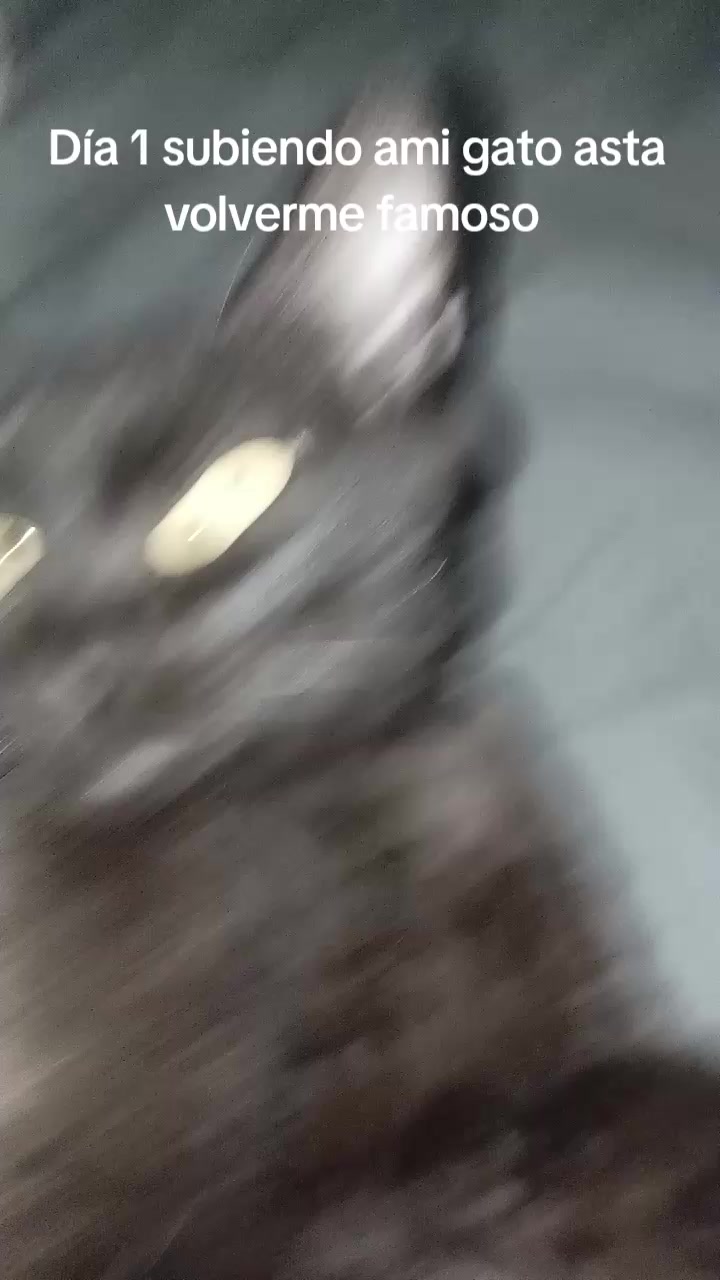 @𝐏𝐀𝐍𝐃𝐈𝐒   (*&Phi;&omega;&Phi;*)
