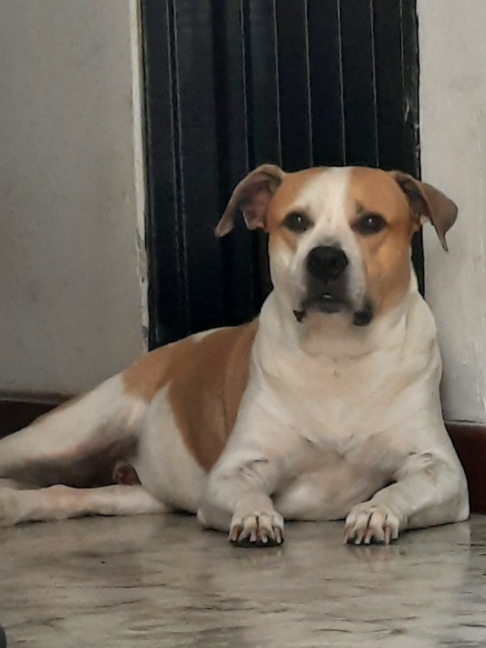 @Pasi&oacute;n Animal Tv