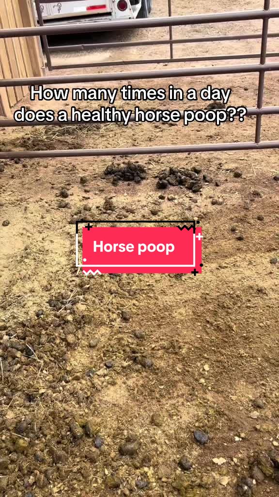 @Steph | PlanCHorsemanship