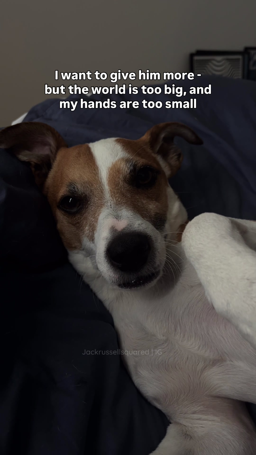 @jackrussellsquared