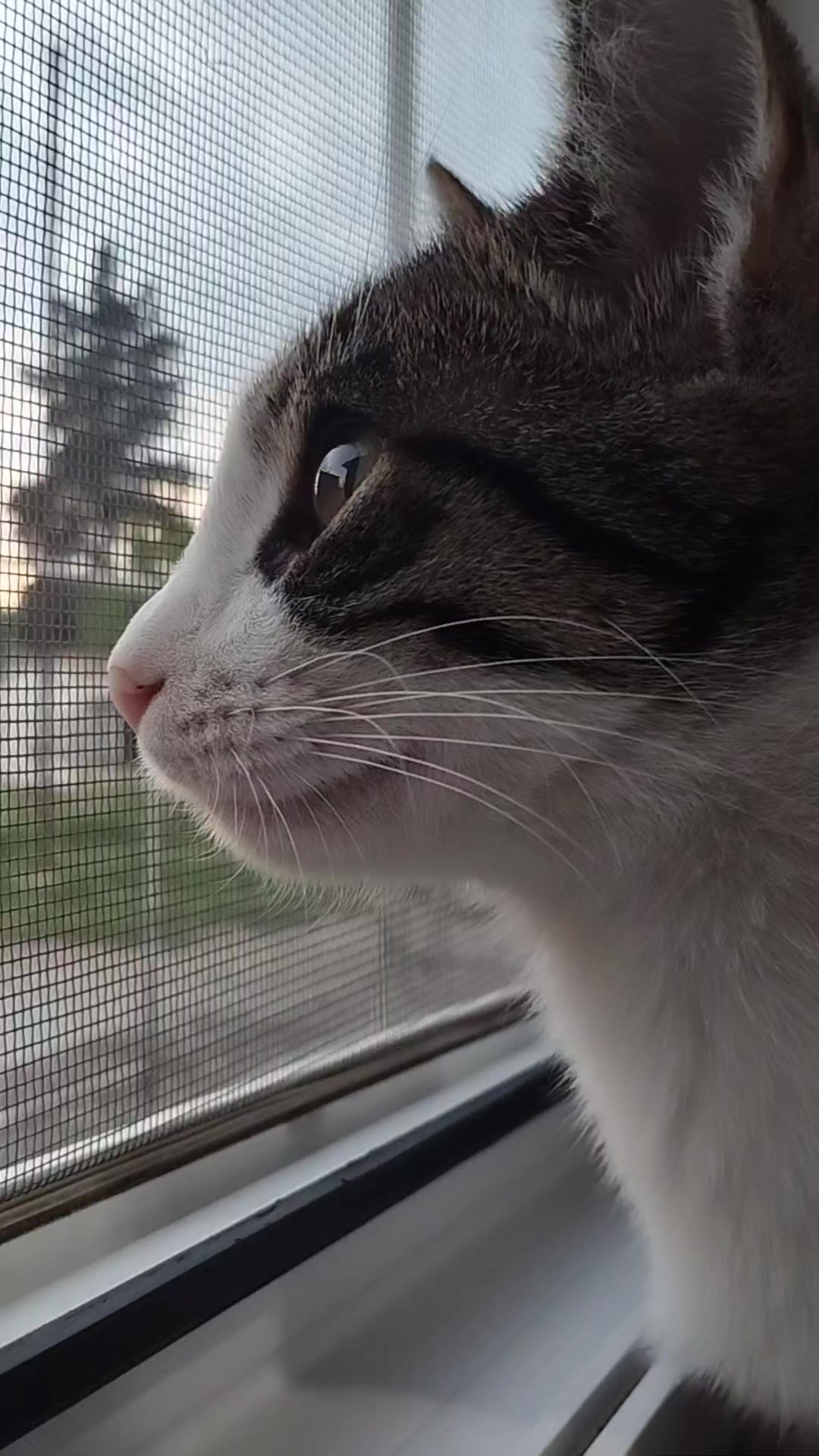 @🐾