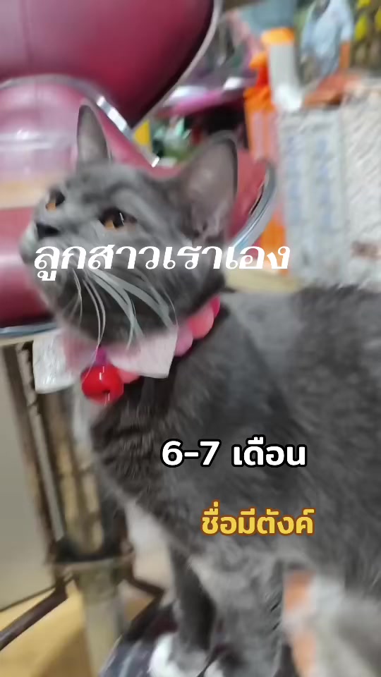 @โปรเต้มาแชร์