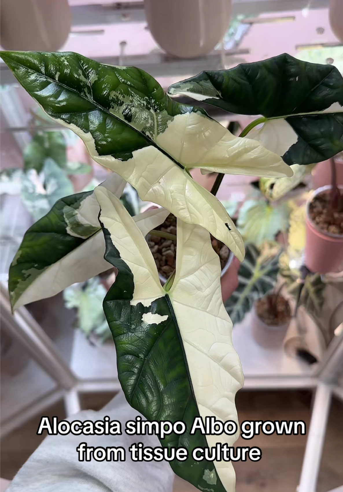 @Erin&ensp;Keys&ensp;-&ensp;TheBoujeeGreenhous