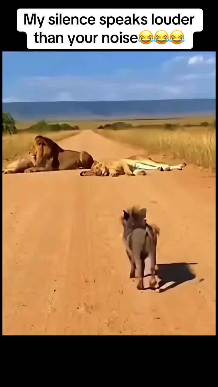 @Roi De la Jungle