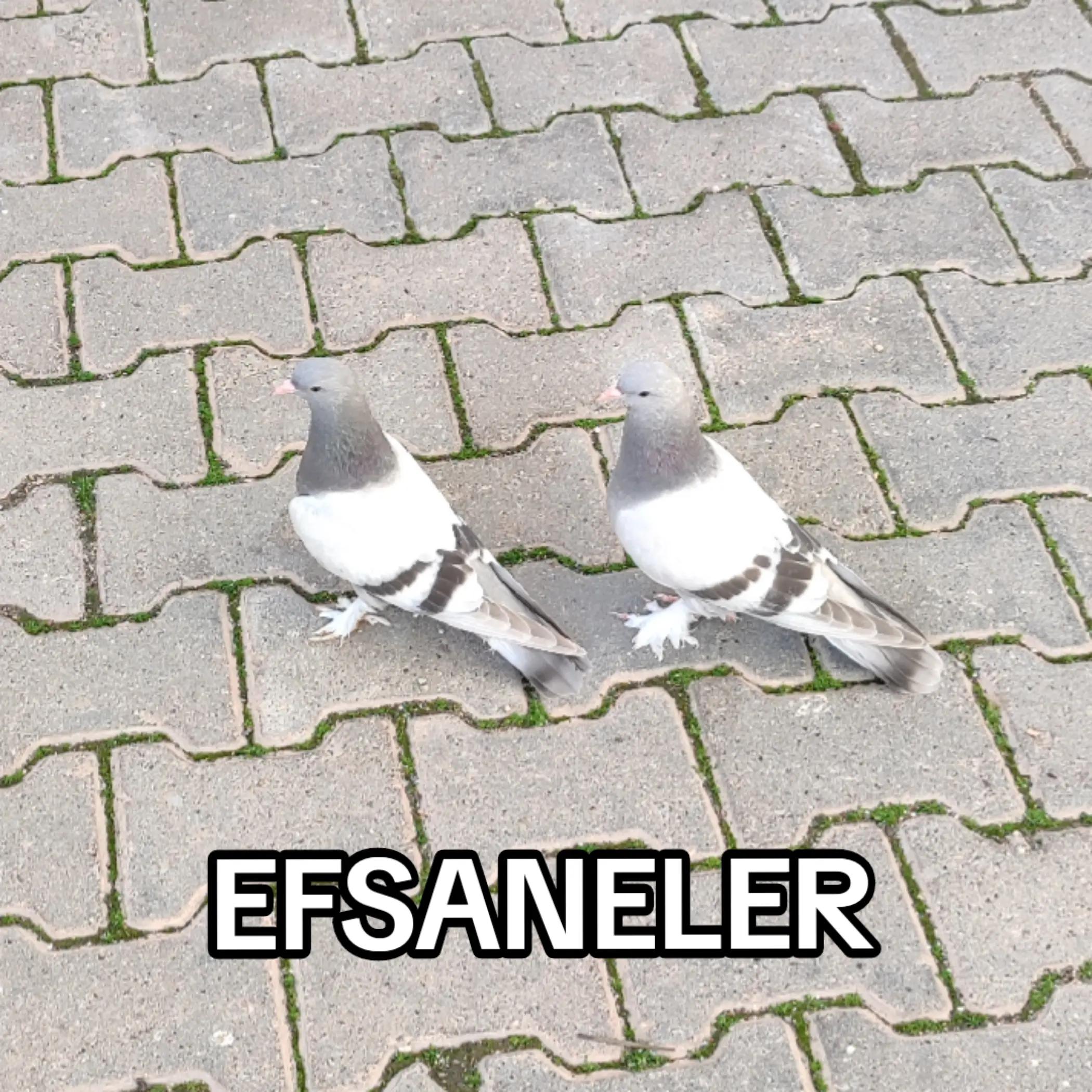 @Hacı Osman Tanrıkulu