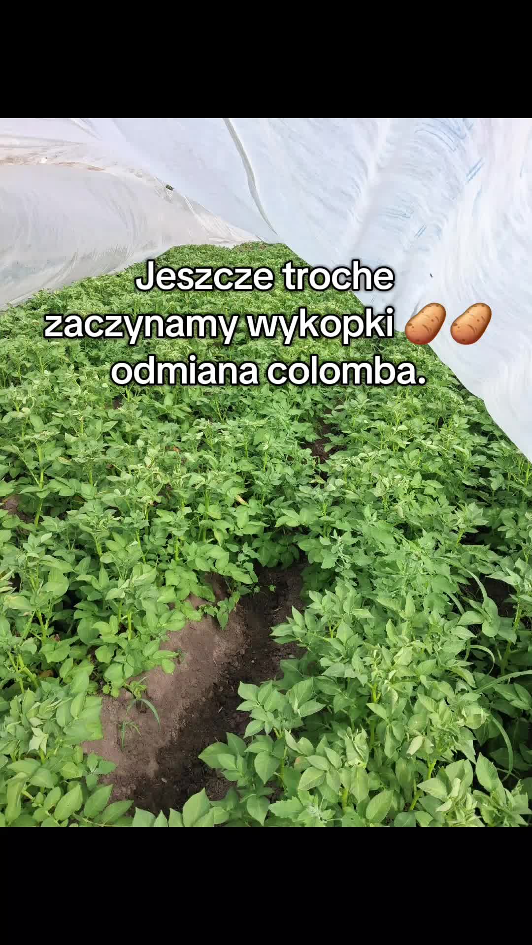 @🌻Przemek5036🌾