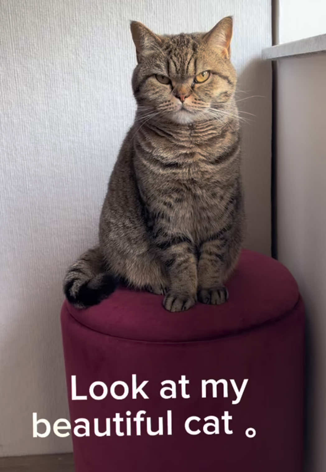 @Sonja_Kitty-Cat
