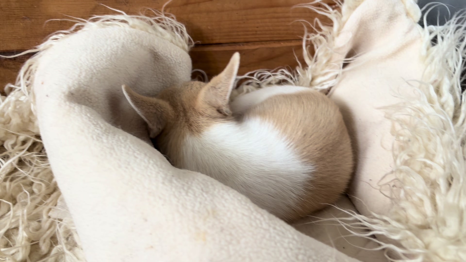 @Coldfeet-Huskies-Kaz