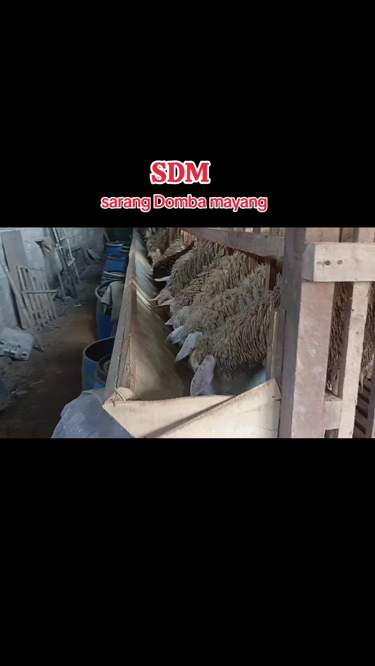 @SDM sarang Domba mayang