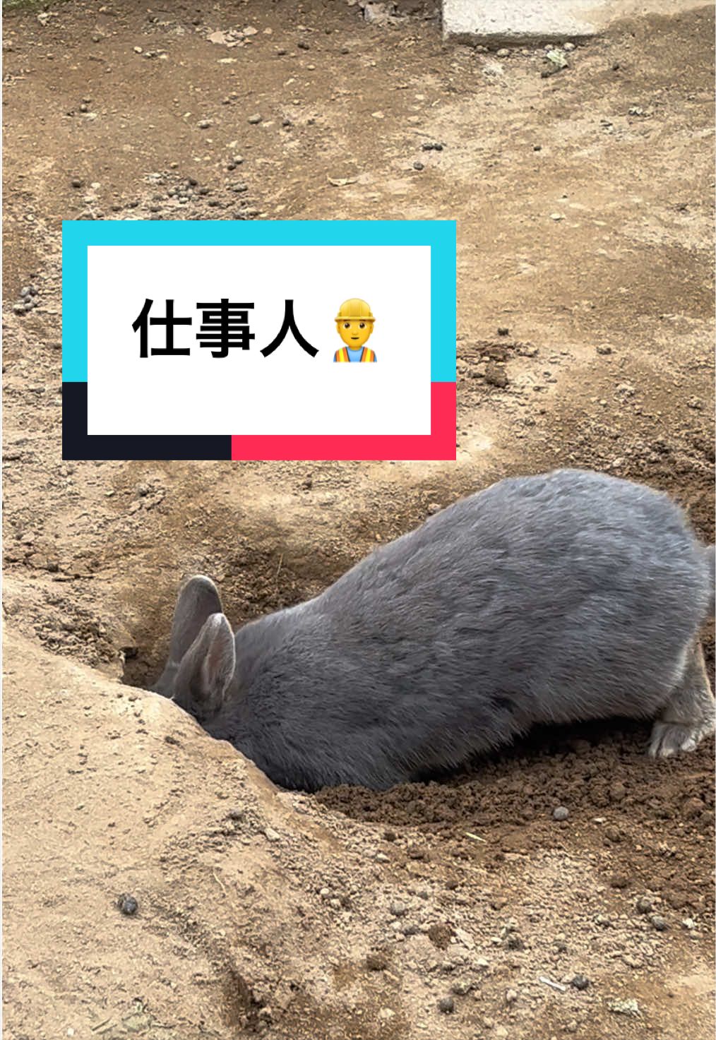 @【公式】月うさぎの里