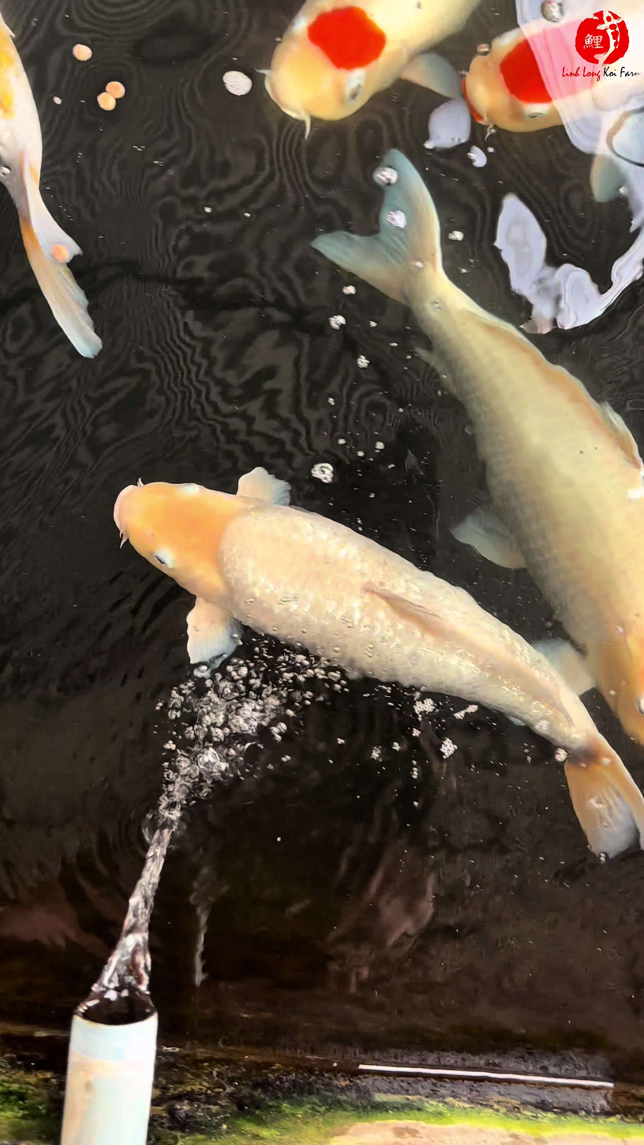 @Linh Long Koi Farm