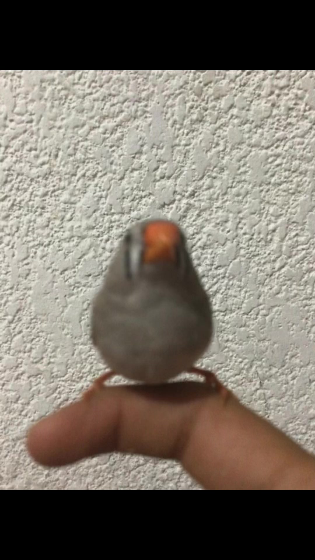 @Galletita_playzz_tk3
