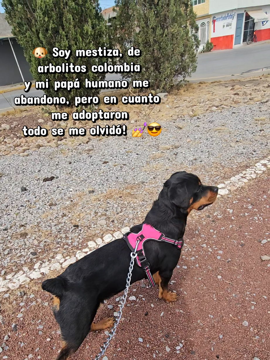@Lu Mart&iacute;nez
