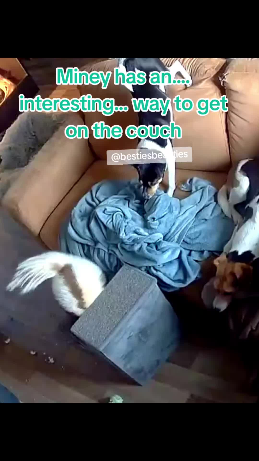 @Bestiesbeasties