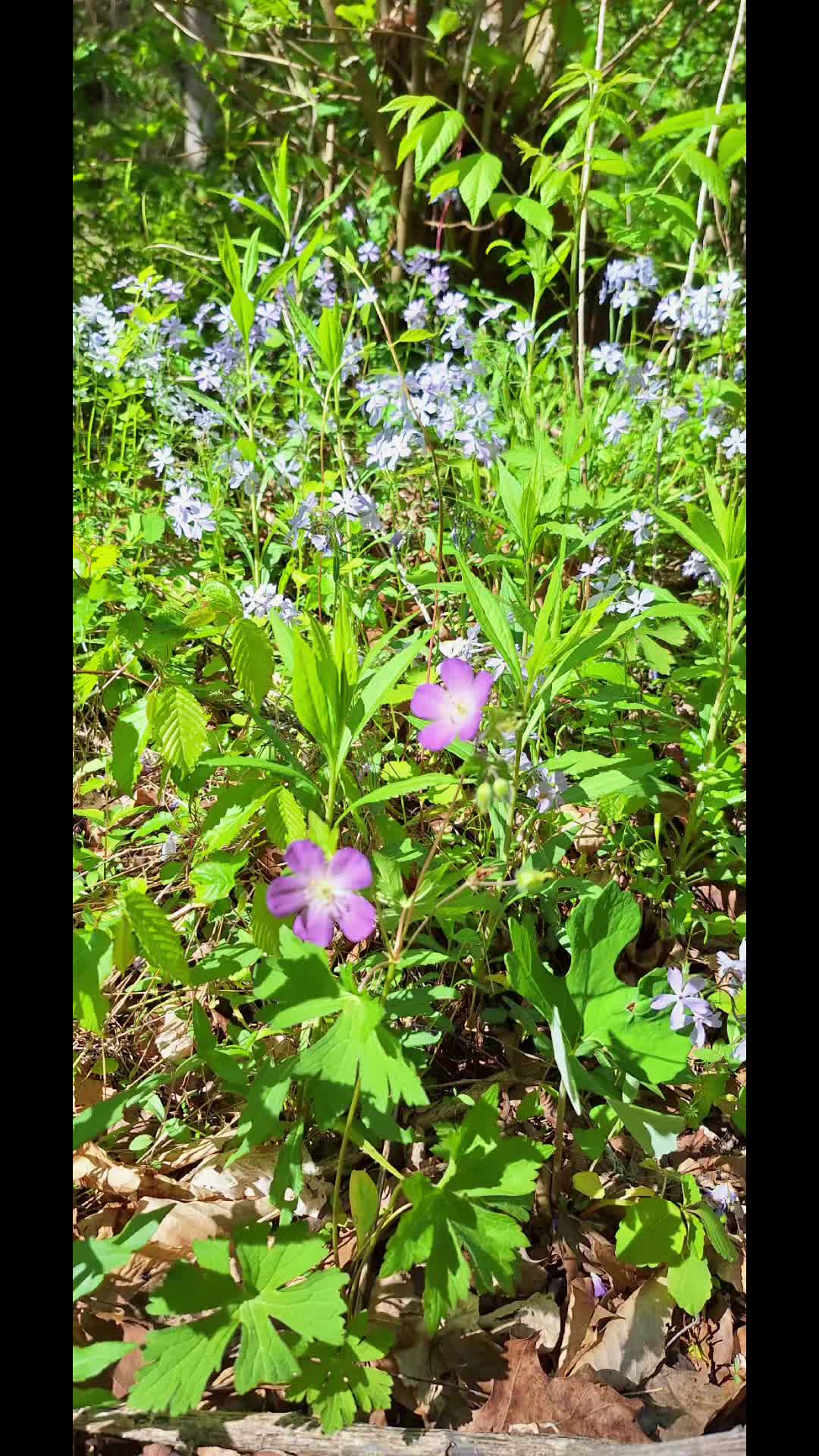 @Grand_Hill_Farm