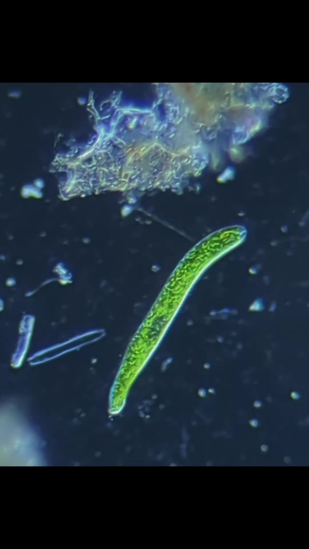 @Smeee❌microscope🏴󠁧󠁢󠁥󠁮󠁧󠁿