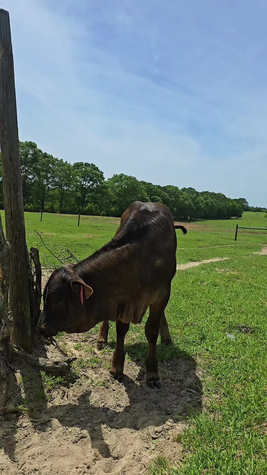 @M.I. CATTLE CO.